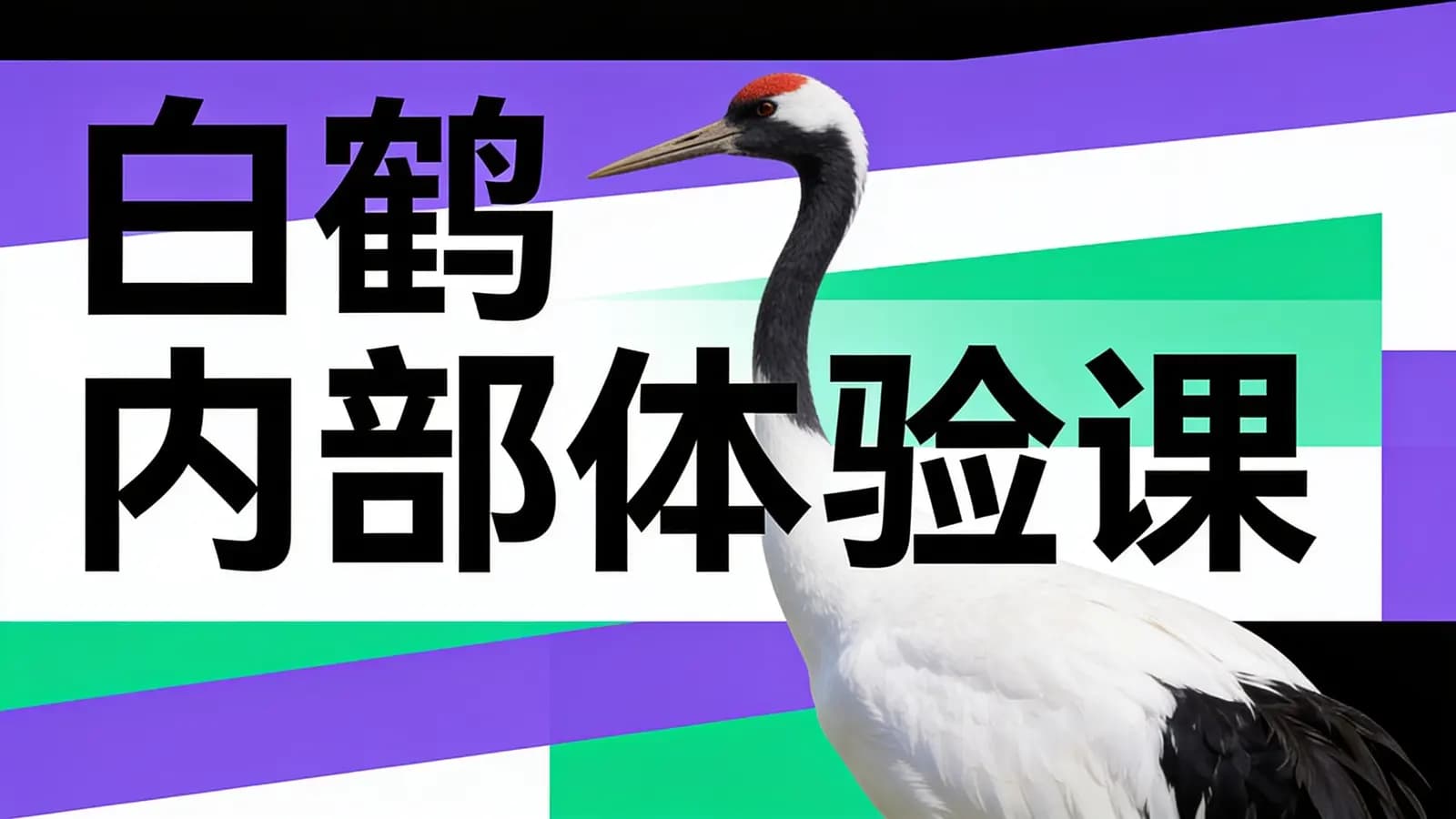 网络整理白鹤 内部体验课