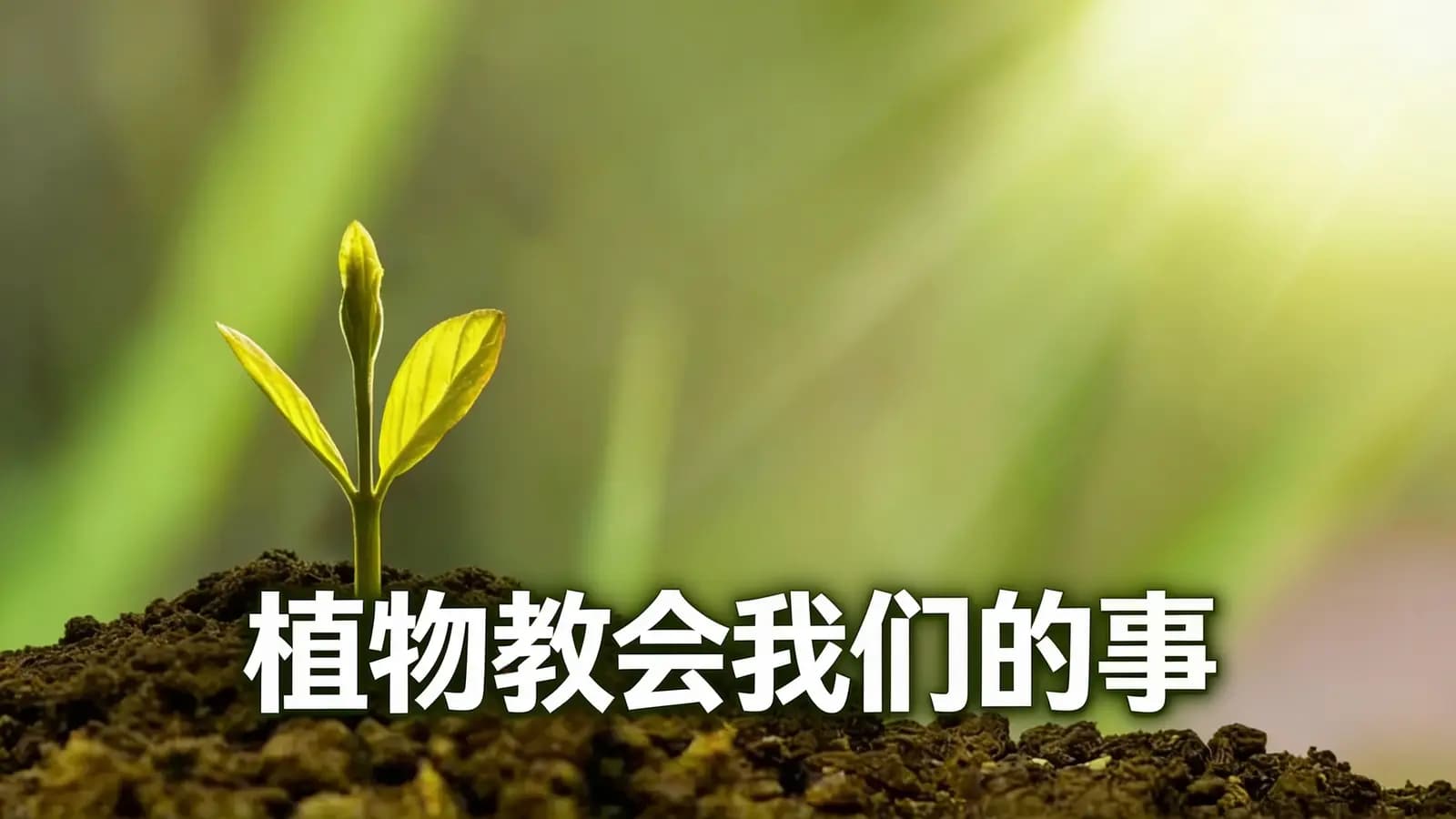 植物教会我们的事(.pdf.epub.txt.mobi)