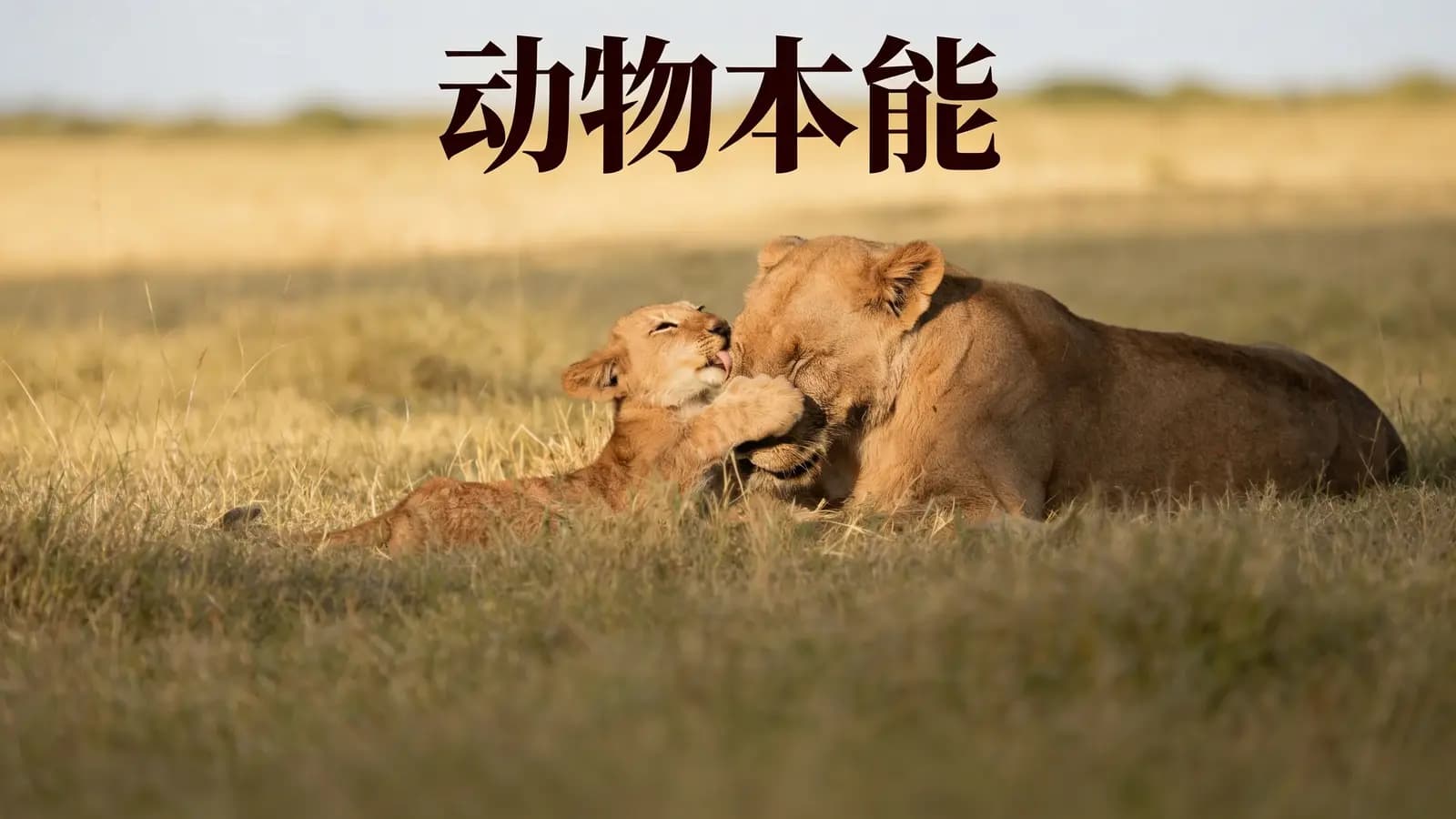 得到动物本能(.pdf.epub.txt.mobi)